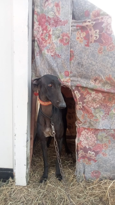 A vendre galgo español