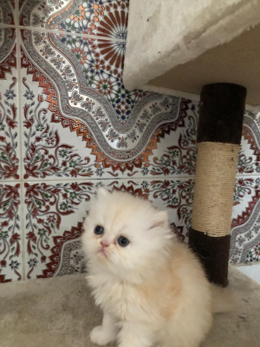 Persan mâle 2 femelle