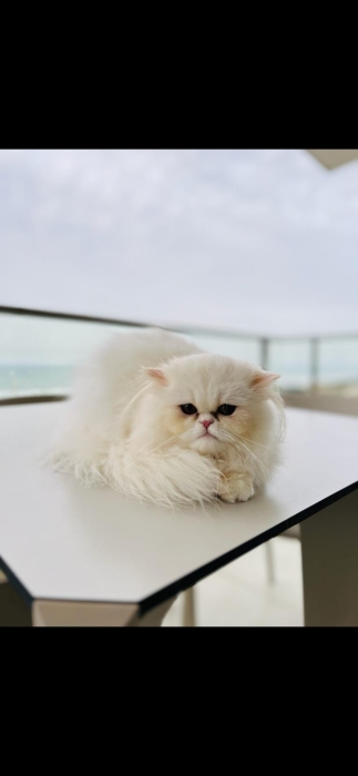 Persan femelle blanche