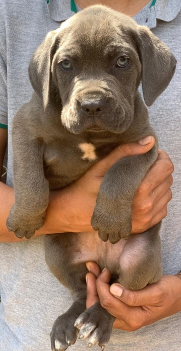 Cane Corso 🇮🇹