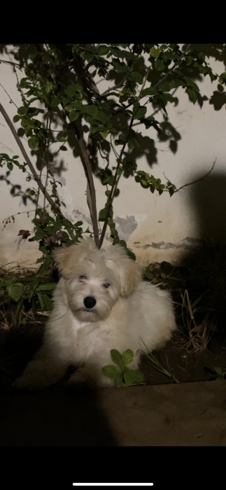 Chien Bichon maltais