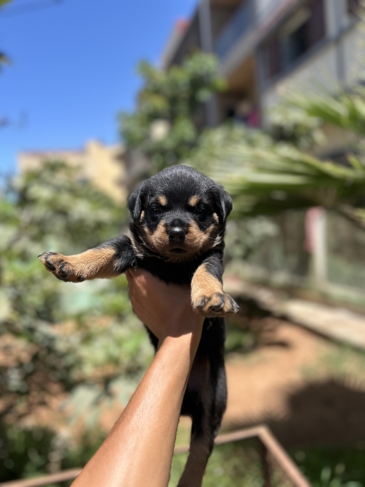Femelle rottweiler