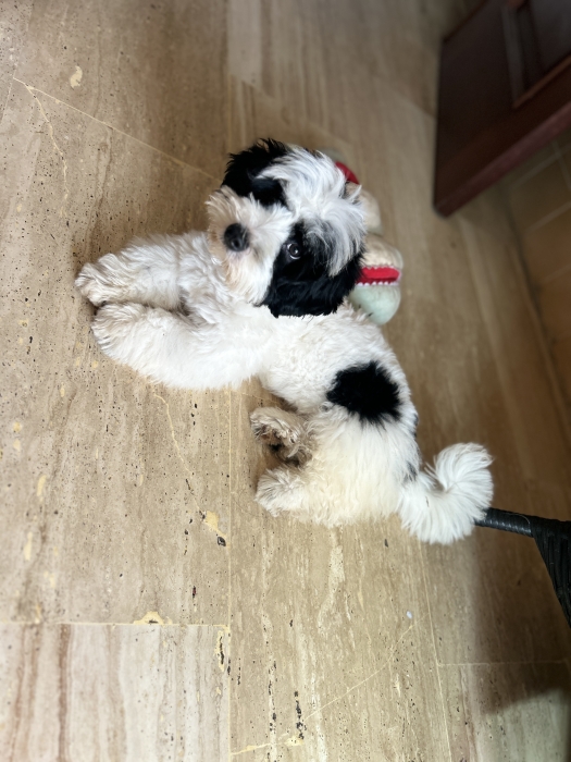 Bichon Havanais mâle – 3 mois et demi