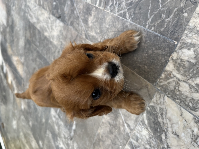 King Charles cavaliers