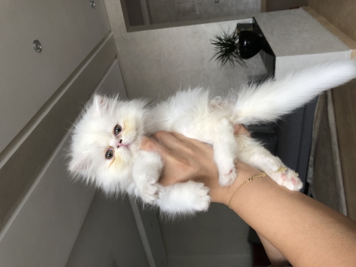 Chaton Persan à vendre