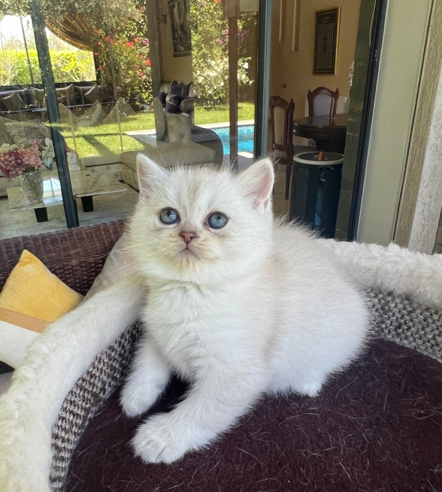 British shorthair &scottish fold