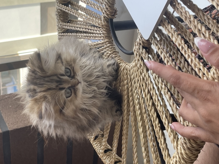 Femelle chinchilla persan