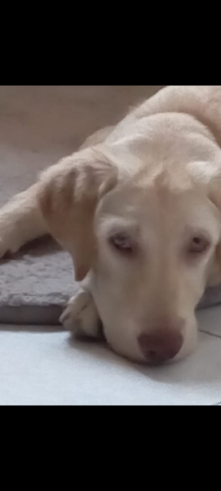 Labrador male yeux vert 1 an