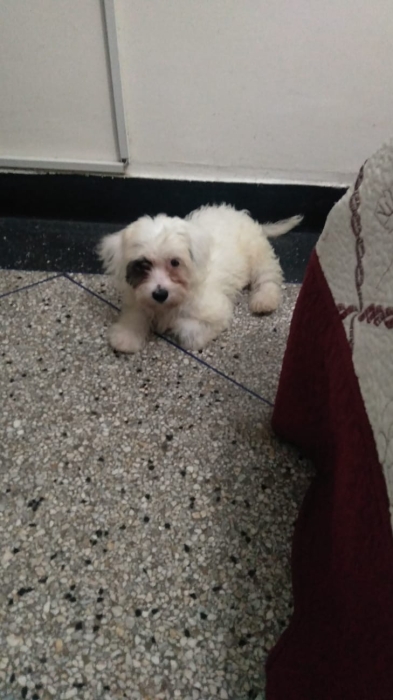 Chien Bichon Havanais