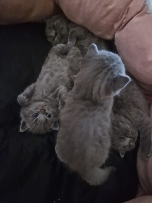 Bebe british shorthair