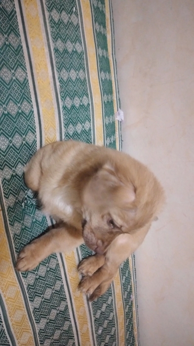 petit chiot kokoni (femelle)