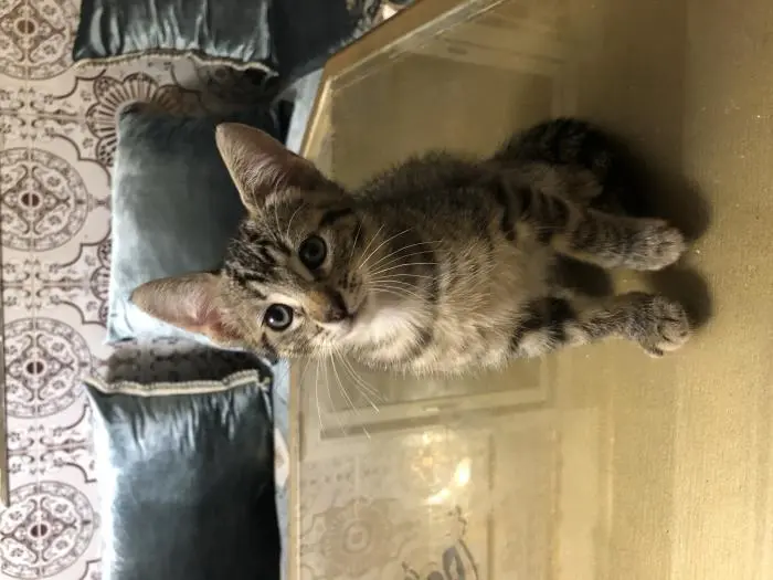 Chaton femelle 2 mois