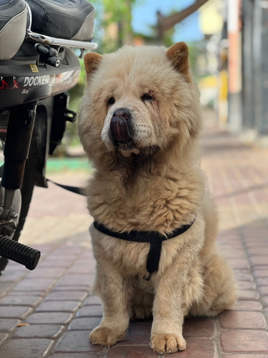 Chowchow