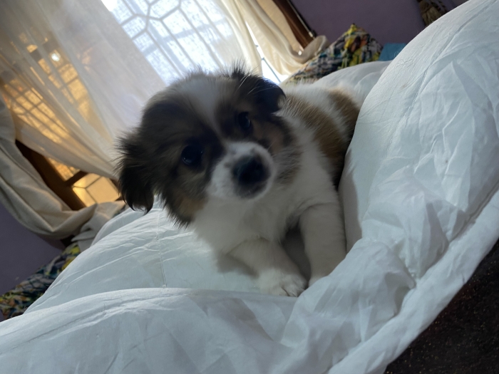 Chiot de 2 mois à vendre