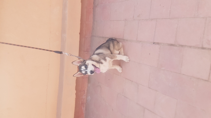 husky mal 2 moi vacciner