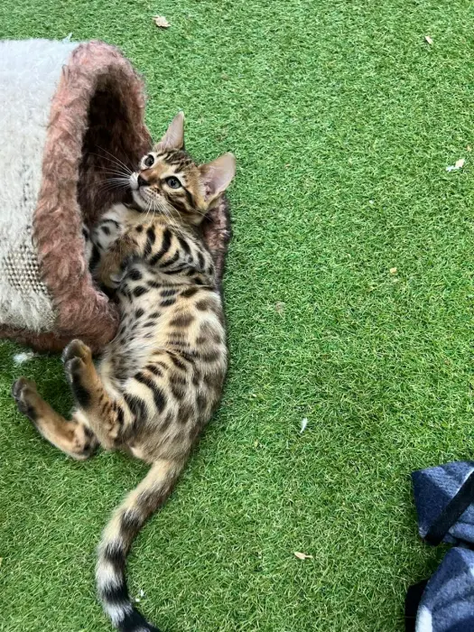 Bengal cats