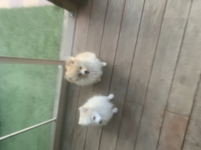 Chiot spitz allemand