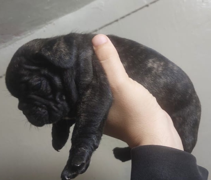 Chiot bulldog francais dispo sur casa