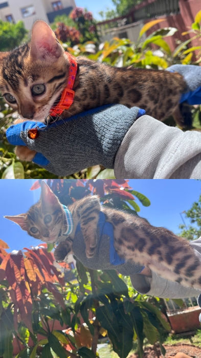 Des adorables chatons bangal