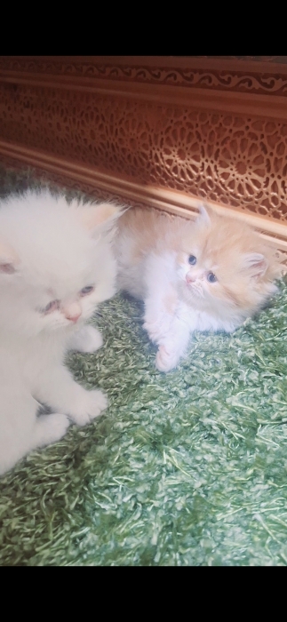 Chatton persan mon face