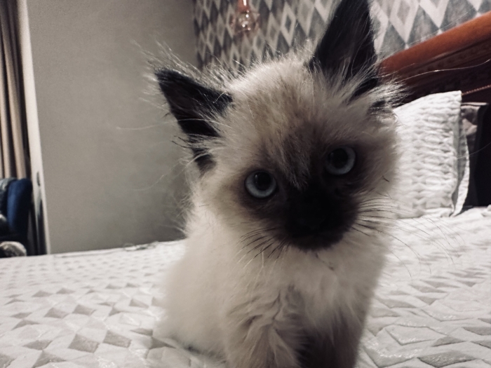 Chaton siamois himalayen