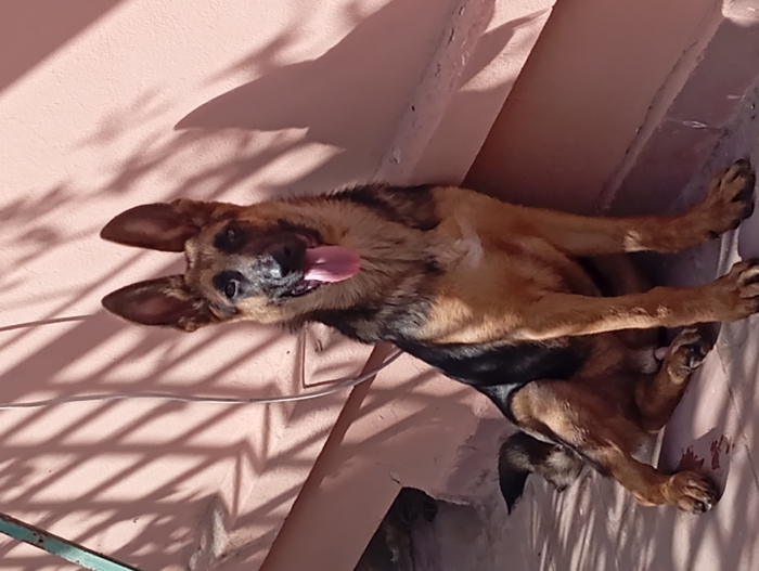 Bergé allemand 5 mois a vendre.