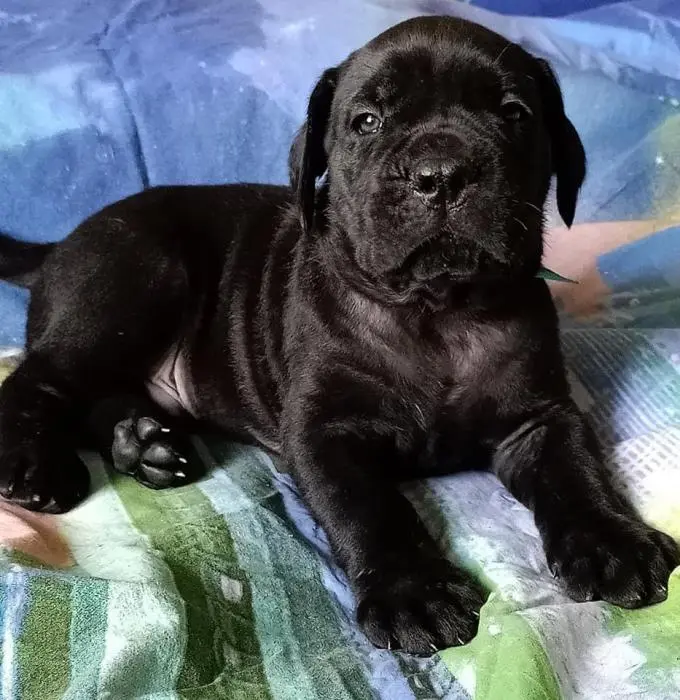 chiot cane corso