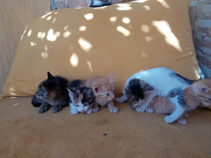 DONNE CHATONS POUR ADOPTION