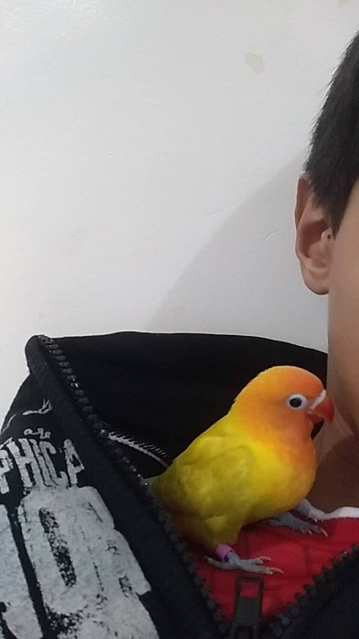 Inséparables bien dressé