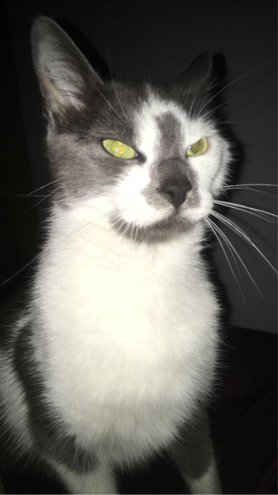 Je dois donner mon cha