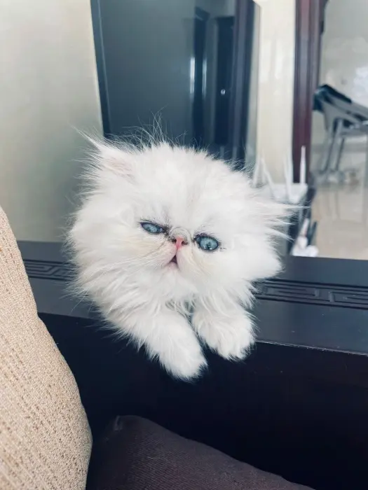 Chat persan chinchilla