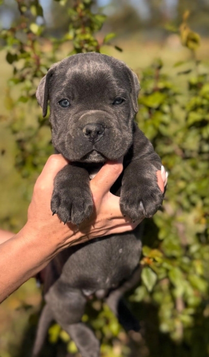 Cane Corso 🇮🇹