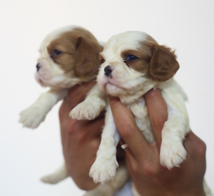 chiots CAVALIER KING CHARLES