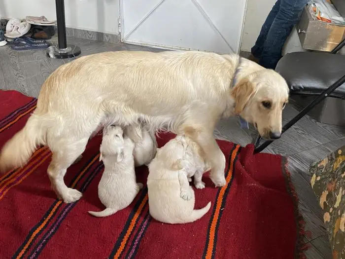 Chiots Golden Retriever Maroc