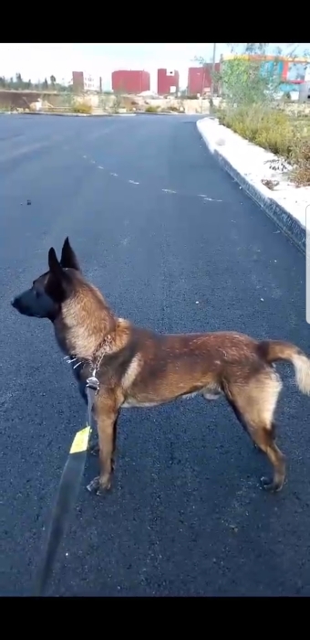 Vendre chien malinois charbonet