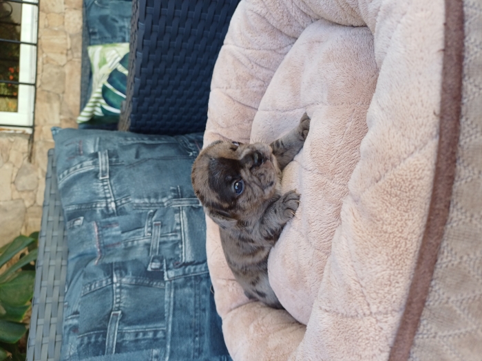 Bouledogue français exotique