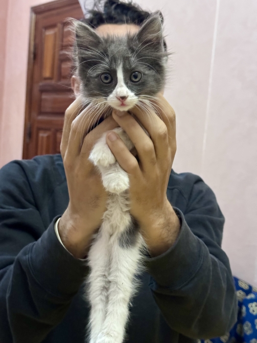 Chatons tout mignons