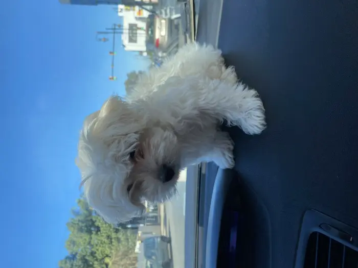 Bichon maltais pure race