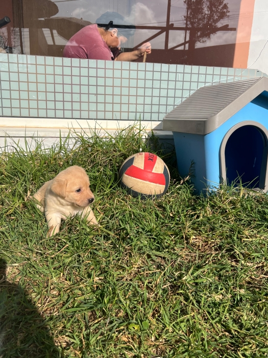 Labrador Red Fox ✨🐾