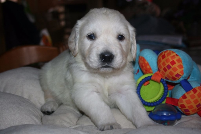 Golden retriever 🔥