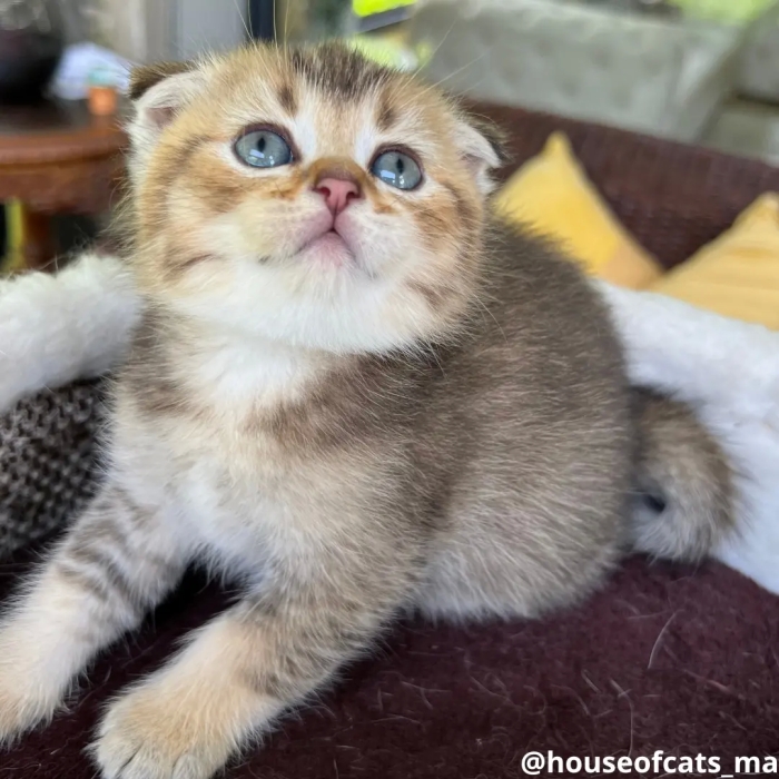 Scottish fold mâle