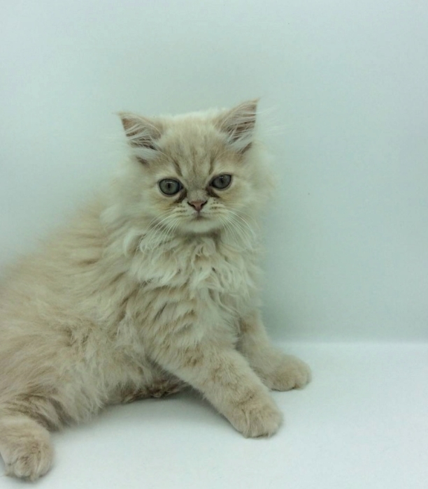 Chaton persan 3 mois