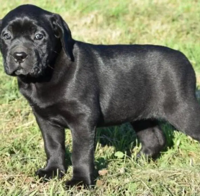 Cane corso