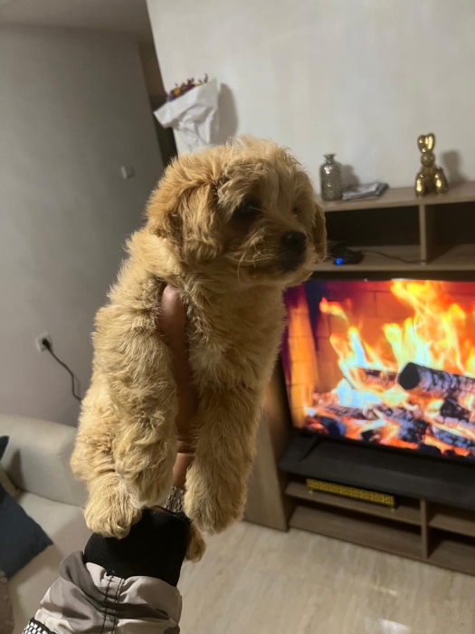 Bichon Havanais 🎊