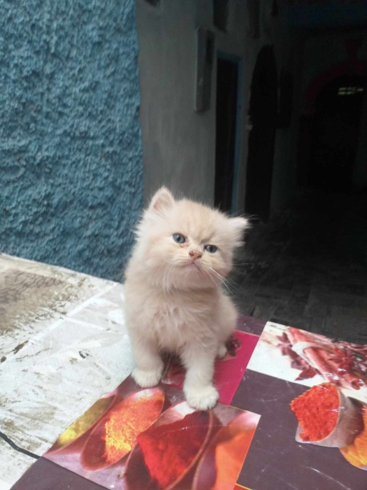 ANGORA BRIDE PERSIAN