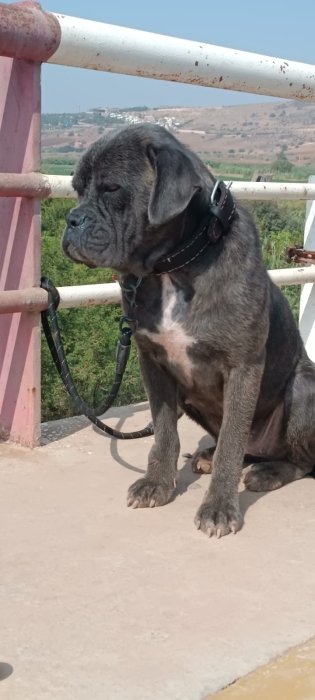 Cane corso