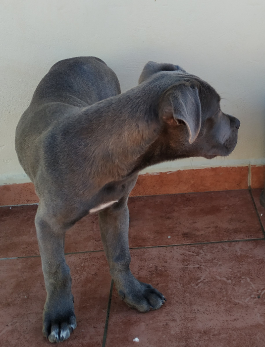 4 mois chiot cane corso