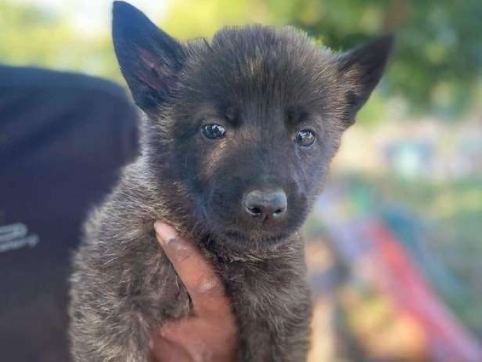 Portées Berger Hollandais