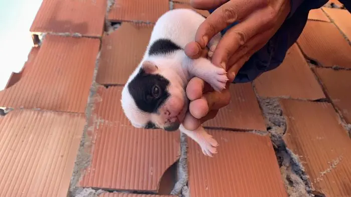 Bulldog a ne pas raté