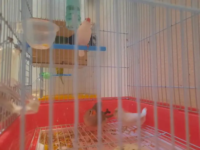 Zebra diamant mandarins femelles